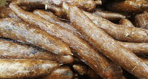 This Is What A Cassava Looks Like. Ugly On The Outside, Beautiful On The Inside!